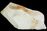 Partial Fossil Pea Crab (Pinnixa) From California - Miocene #105030-1